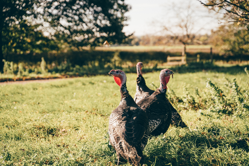 Kelly Bronze Scottish Free Range Turkey
